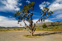 Shoe Tree - Nevada