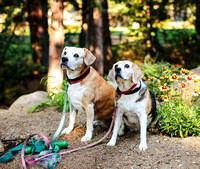Mabel and Lucy for Pet Network